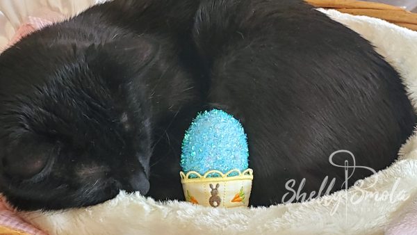 Spooky and His Easter Egg Cup by Shelly Smola